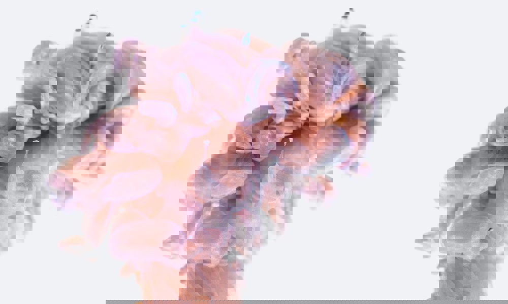 Alle hjerner er forskellige – neurodivergens eller neurodiversitet?